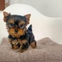 regalo-cachorritos-de-yorkshire-terrier-en-adopcion-small-0