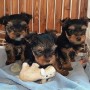 regalo-cachorritos-de-yorkshire-terrier-mini-toy-small-0