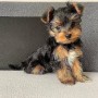 regalo-cachorritos-de-yorkshire-terrier-mini-toy-small-0