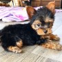 regalo-cachorritos-de-yorkshire-terrier-mini-toy-small-0