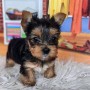 regalo-cachorritos-de-yorkshire-terrier-mini-toy-small-0