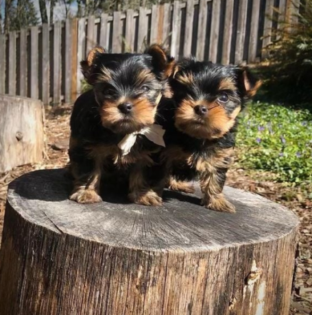 regalo-cachorros-toy-de-yorkshire-terrier-big-0