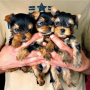 regalo-cachorros-toy-de-yorkshire-terrier-small-0