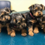 regalo-cachorros-toy-de-yorkshire-terrier-small-0