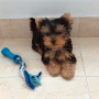 regalo-cachorros-toy-de-yorkshire-terrier-small-0