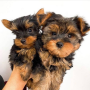 regalo-cachorros-toy-de-yorkshire-terrier-small-0