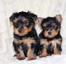 regalo-cachorros-toy-de-yorkshire-terrier-small-0