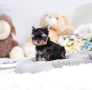 regalo-cachorros-toy-de-yorkshire-terrier-small-0