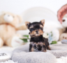 regalo-cachorros-toy-de-yorkshire-terrier-small-0