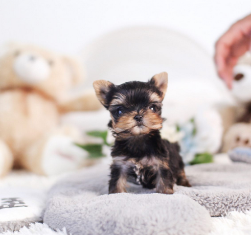 regalo-cachorros-toy-de-yorkshire-terrier-big-0