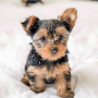 regalo-cachorros-toy-de-yorkshire-terrier-small-0