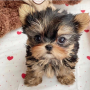 regalo-cachorros-toy-de-yorkshire-terrier-small-0