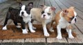 regalo-cachorros-de-boston-terriers-para-adopcion-small-0