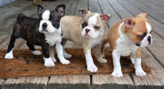 Regalo cachorros de Boston terriers para adopcion