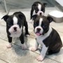 regalo-cachorros-de-boston-terriers-para-adopcion-small-0