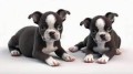 regalo-cachorros-de-boston-terriers-para-adopcion-small-0