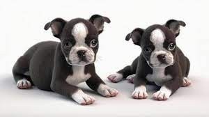 regalo-cachorros-de-boston-terriers-para-adopcion-big-0