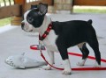 regalo-cachorros-de-boston-terriers-para-adopcion-small-0