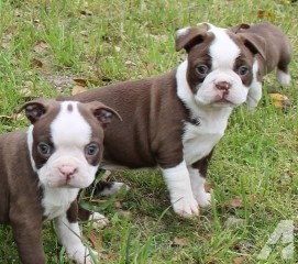 Regalo cachorros de Boston terriers para adopcion