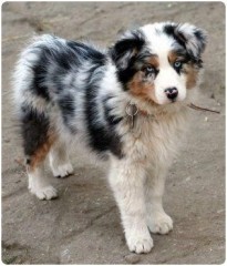 Regalo cachorros de Border collie para adopcion