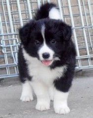 Regalo cachorros de Border collie para adopcion