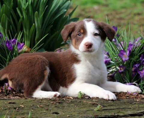 regalo-cachorros-de-border-collie-para-adopcion-big-0