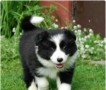 regalo-cachorros-de-border-collie-para-adopcion-small-0