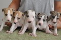regalo-cachorros-de-galgos-para-adopcion-small-0