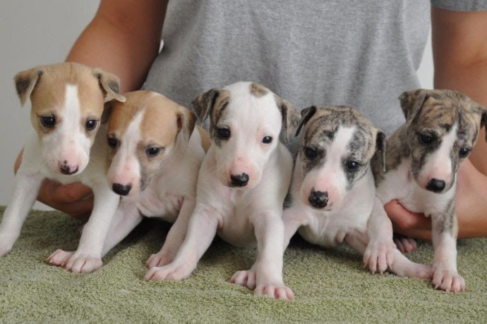 regalo-cachorros-de-galgos-para-adopcion-big-0