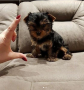 regalo-cachorros-toy-de-yorkshire-terrier-small-0