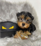 regalo-cachorros-toy-de-yorkshire-terrier-small-0