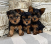 regalo-cachorros-toy-de-yorkshire-terrier-small-0