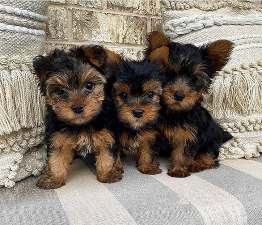 regalo-cachorros-toy-de-yorkshire-terrier-big-0