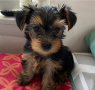 regalo-cachorros-toy-de-yorkshire-terrier-small-0