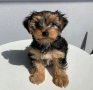 regalo-cachorros-toy-de-yorkshire-terrier-small-0