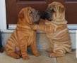 regalo-cachorros-de-shar-pei-para-adopcion-small-0