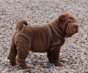 Regalo cachorros de Shar Pei para adopcion