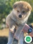 akita-inu-japones-small-1