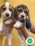 beagles-small-3