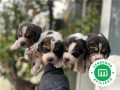 beagles-small-1