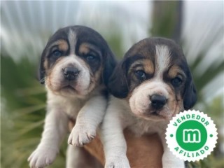 BEAGLES