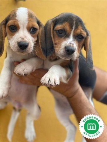 beagles-big-3