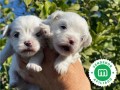 bichon-maltes-small-3