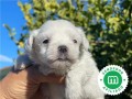 bichon-maltes-small-2