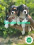 cavalier-king-charles-small-4