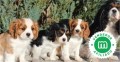 cavalier-king-charles-small-3