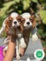 cavalier-king-charles-small-2