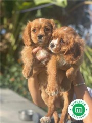 CAVALIER KING CHARLES