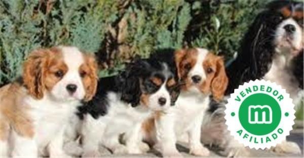 cavalier-king-charles-big-3