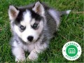 huskys-siberianos-small-3